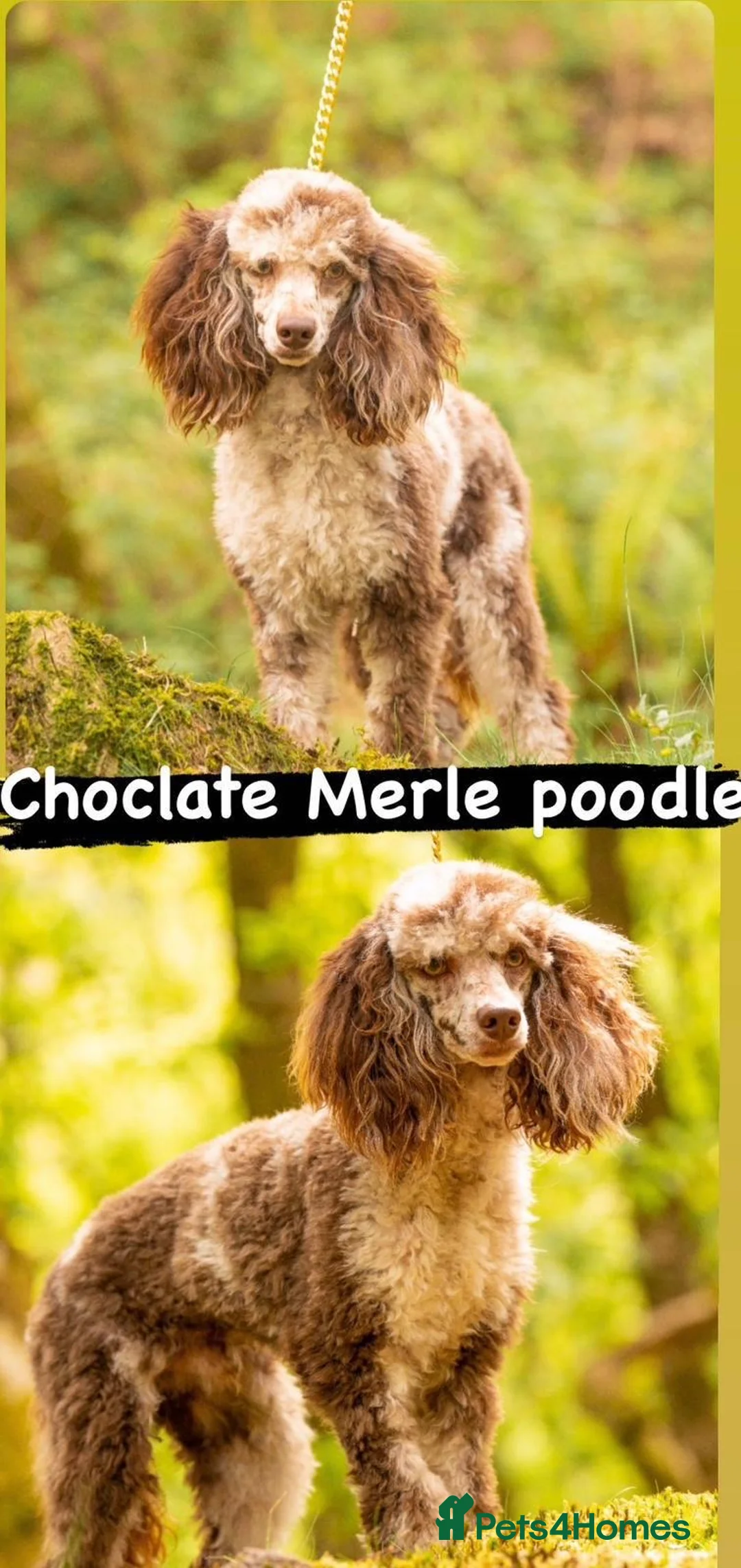 Poodle dogs for stud: Miniature rare chocolate merle health tested stud in Maesteg - Advert 3