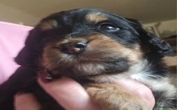Cockapoo dogs for sale: The best cockapoos  - Image 12