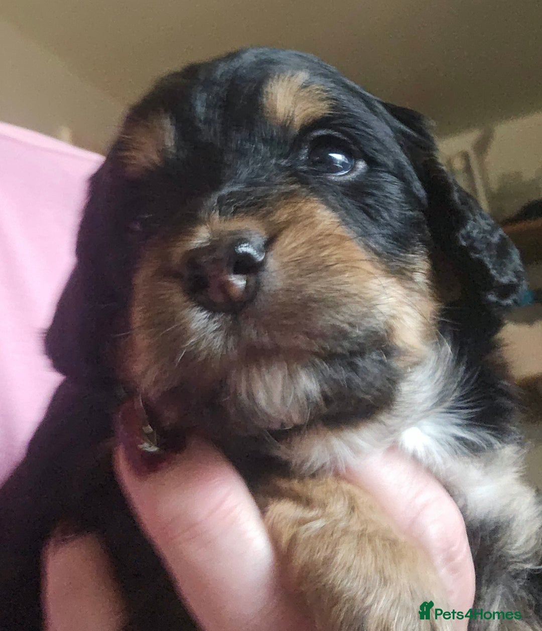 Cockapoo dogs for sale: The best cockapoos  - Image 12