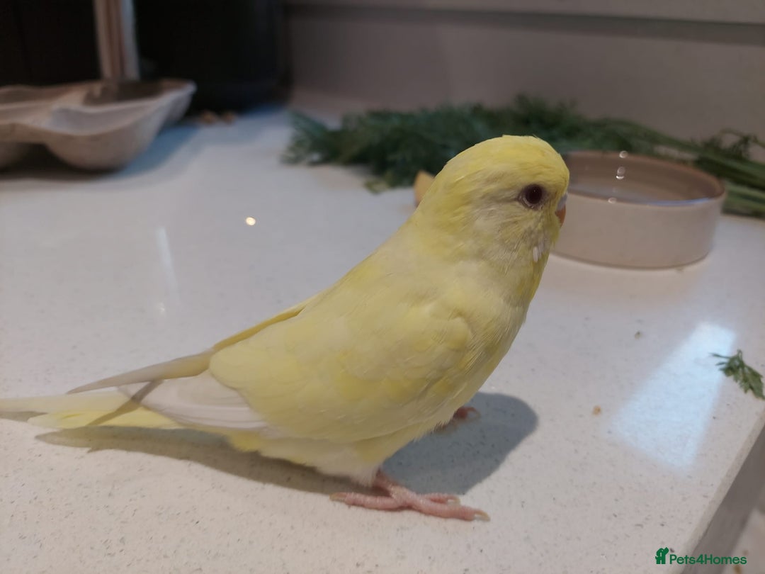 Budgerigars birds for sale: Tame Baby Budgies - Advert 4