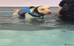 Labrador Retriever dogs for sale: Rehoming: 2 year old yellow Labrador - Image 3