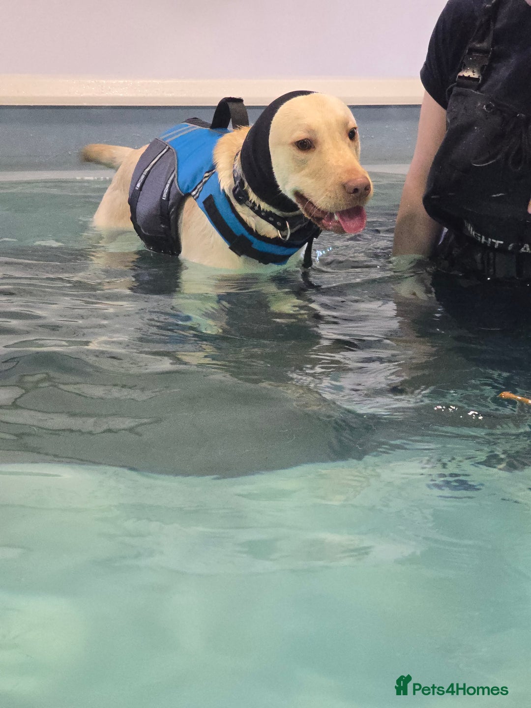 Labrador Retriever dogs for sale: Rehoming: 2 year old yellow Labrador - Image 3