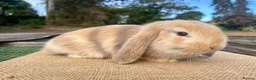 Mini Lop rabbits for sale: Mini Lop babies - Advert 2