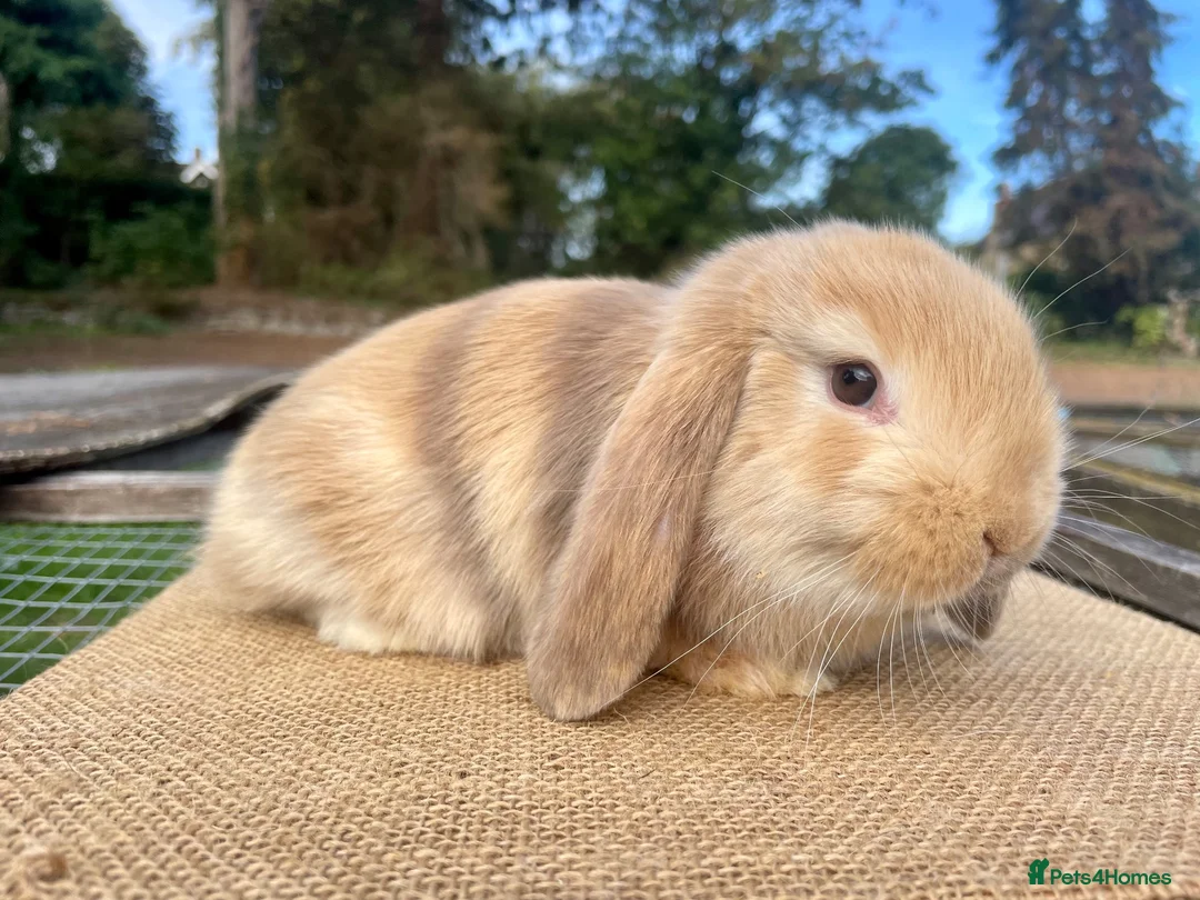 Mini Lop rabbits for sale: Mini Lop babies - Advert 2