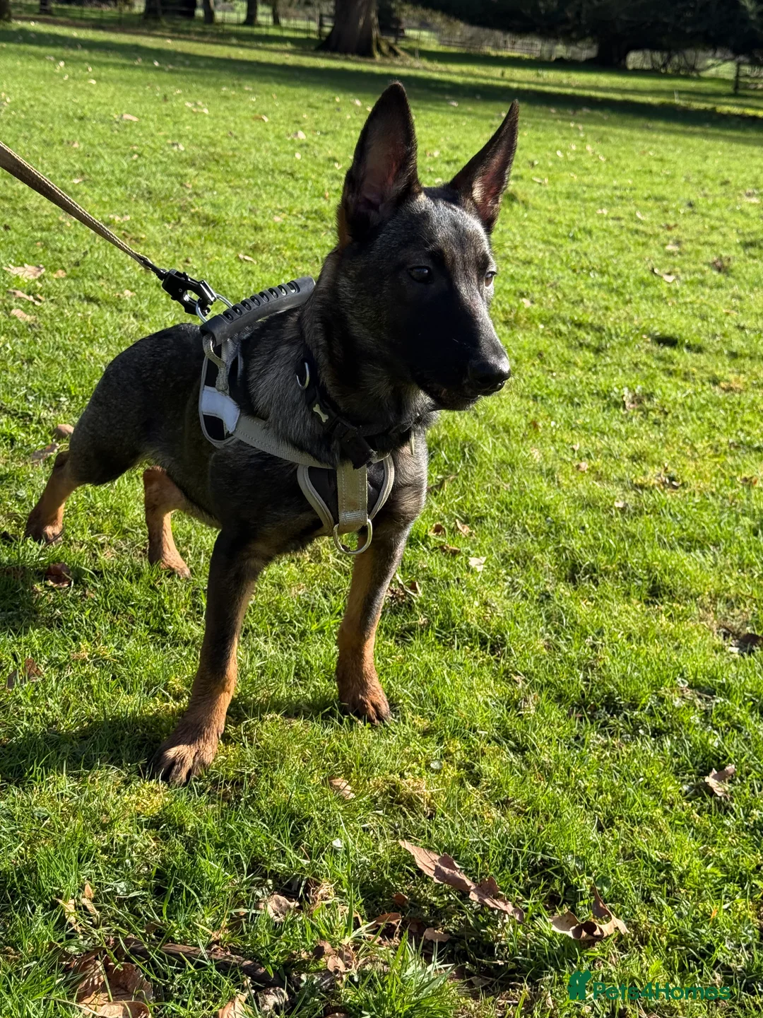 Mixed Breed dogs for sale: Malinois puppy - Advert 2