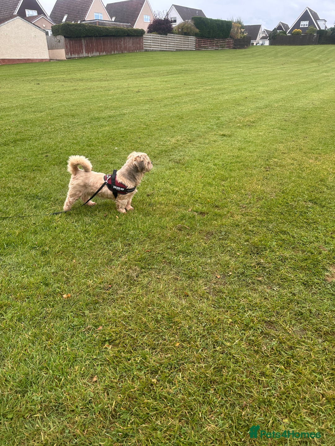 Lhasa Apso dogs for sale: Lhasa Apso Male - Image 4