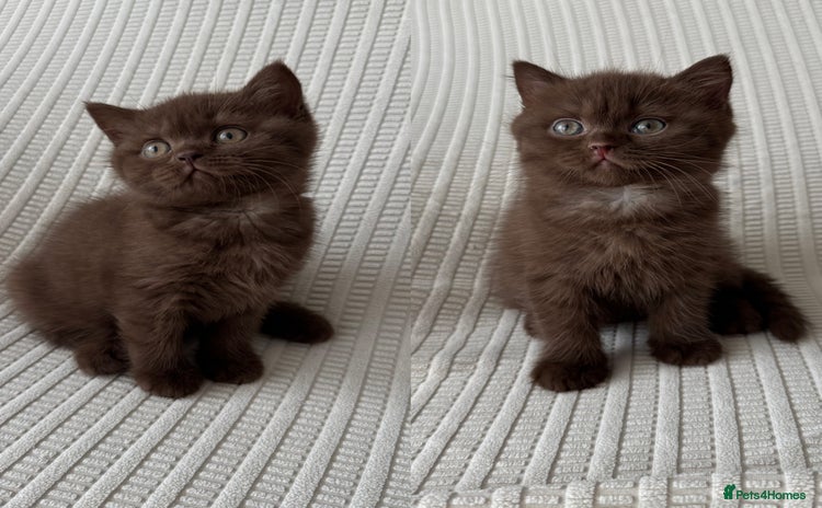 British Shorthair cats - Advert 12