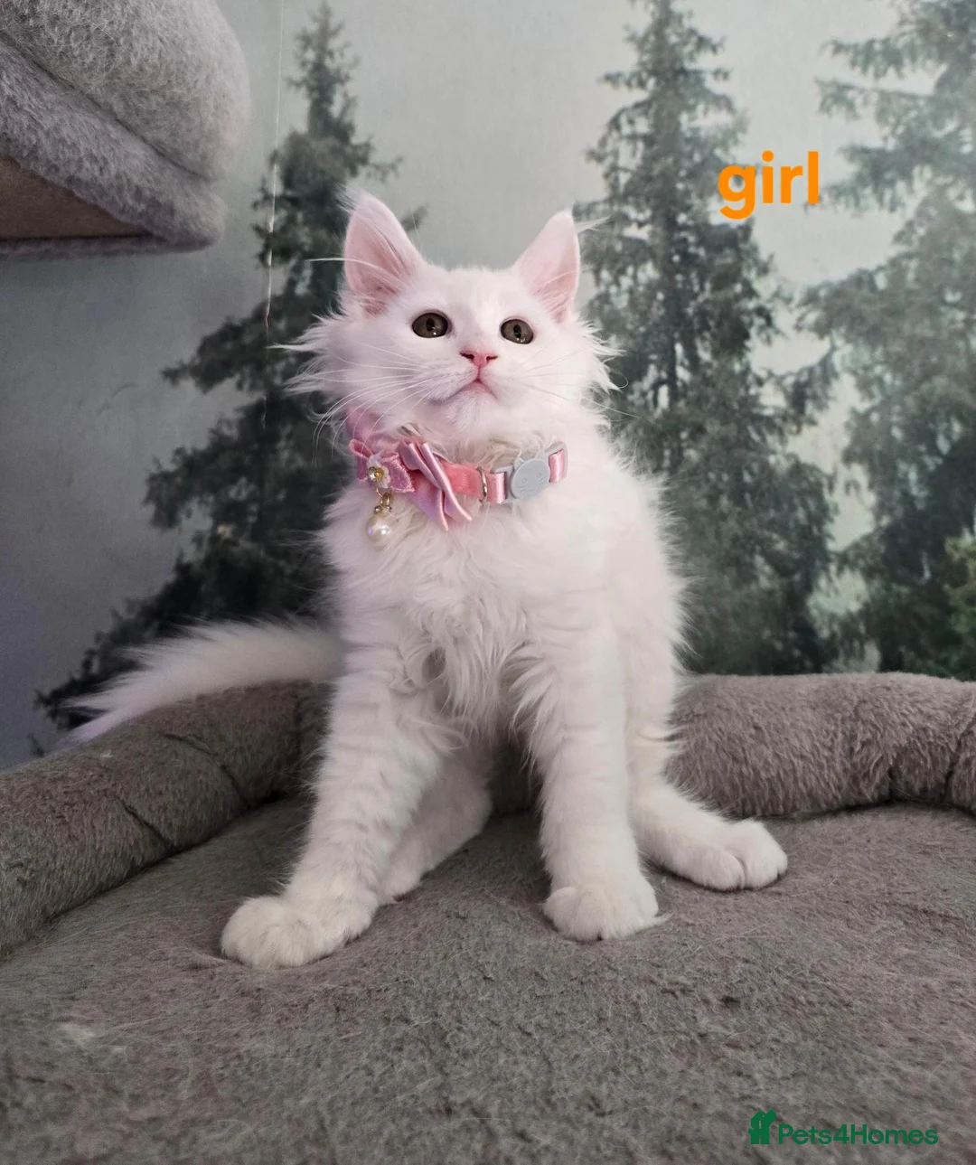 Maine Coon cats for sale: Gorgeous Maine coon kittens  - Advert 24