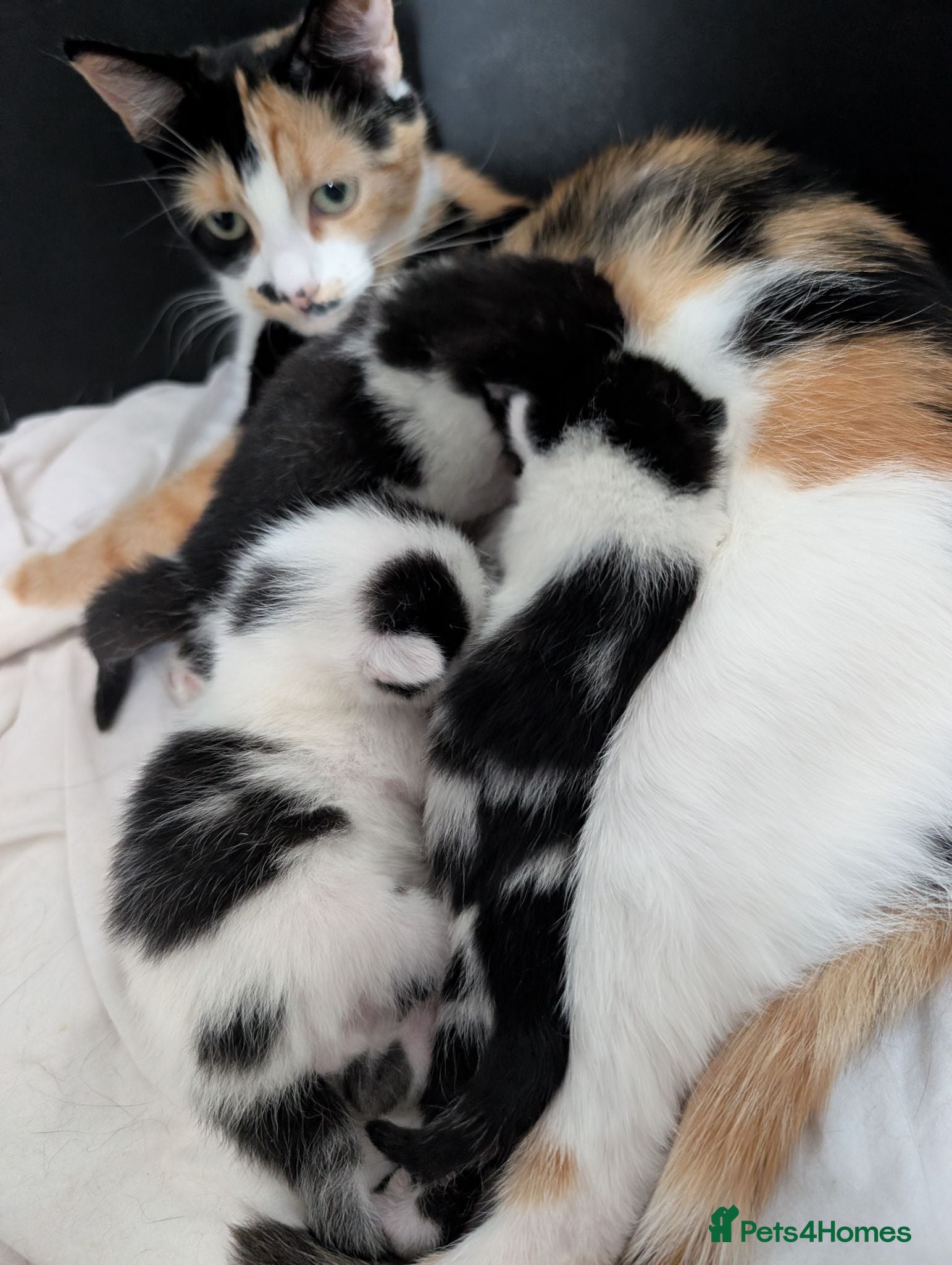Mixed Breed cats Beautiful chunky kittens  - Advert 1
