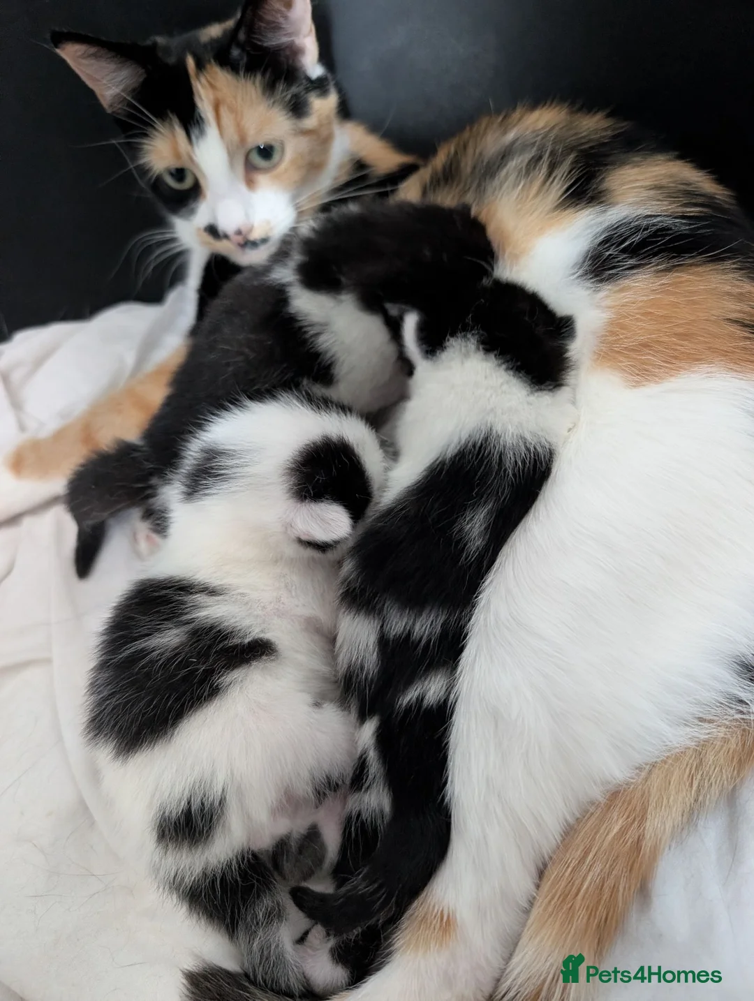 Mixed Breed cats for sale: Beautiful chunky kittens  - Advert 1
