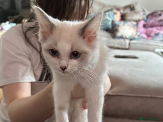 Ragdoll cats Lovely Chocolate Sealpoint Ragdoll Kittens - Advert 15