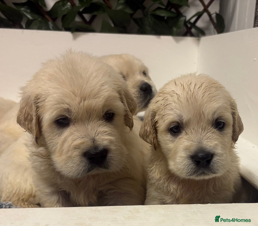 Golden Retriever dogs for sale: Golden Retriever Pups from Health Tested Parents  - Advert 21