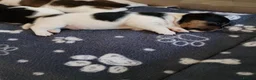 Jack Russell dogs for sale: Beautiful jack Russell puppies  in Bridgwater - Advert 13