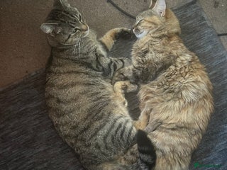 Mixed Breed cats - Advert 3