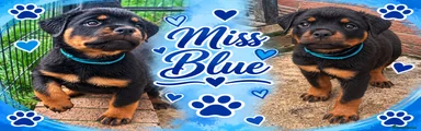 Miss Blue 