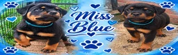 Rottweiler dogs for sale: ⭐️ Outstanding Rottweiler Puppies ⭐️ - Advert 6
