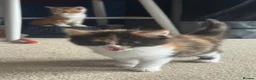 Mixed Breed cats for sale: 2 kittens for sale - Advert 4