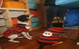 Mixed Breed dogs for adoption: Hutch is ready to find his forever family! - Image 9