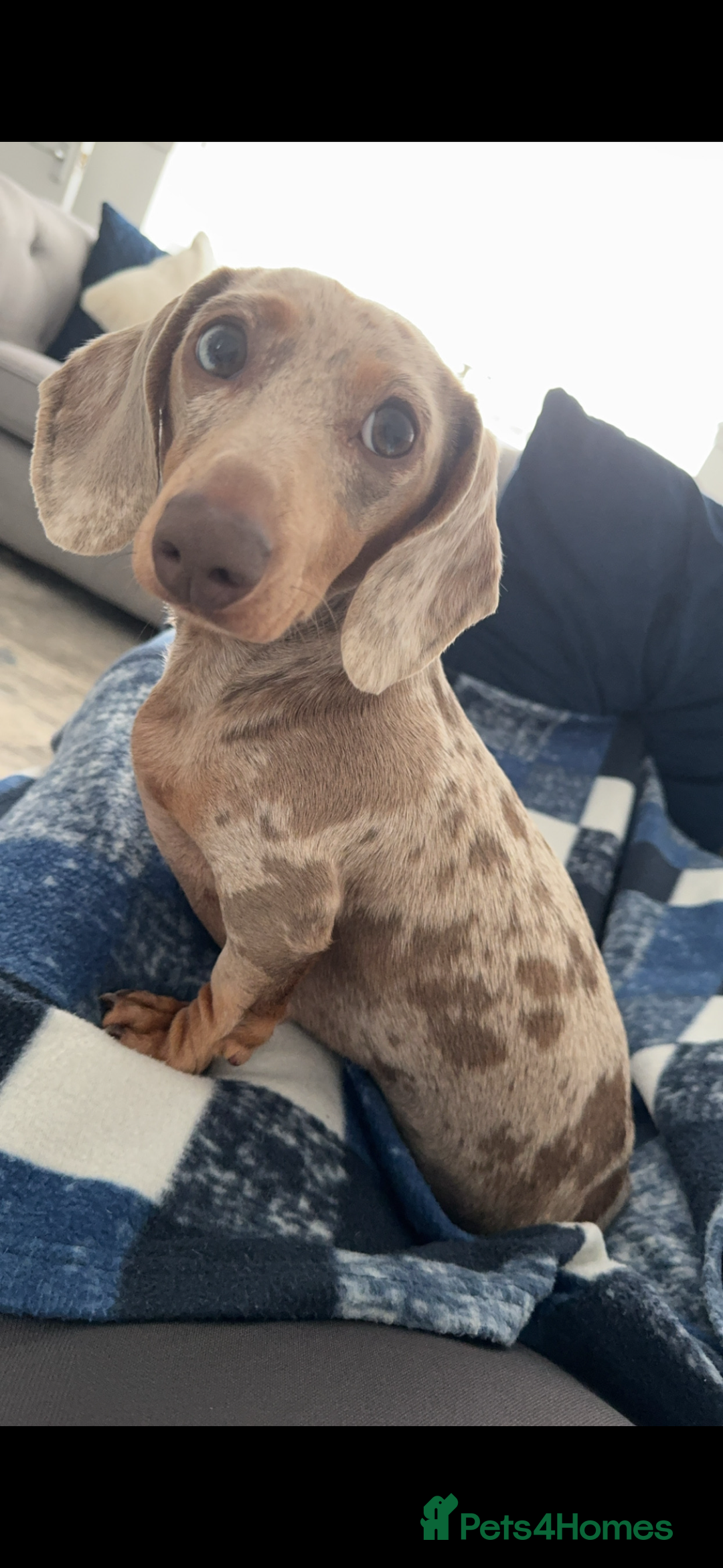 Miniature Dachshund dogs for sale: Stunning litter of miniature dachshund puppies  - Advert 2