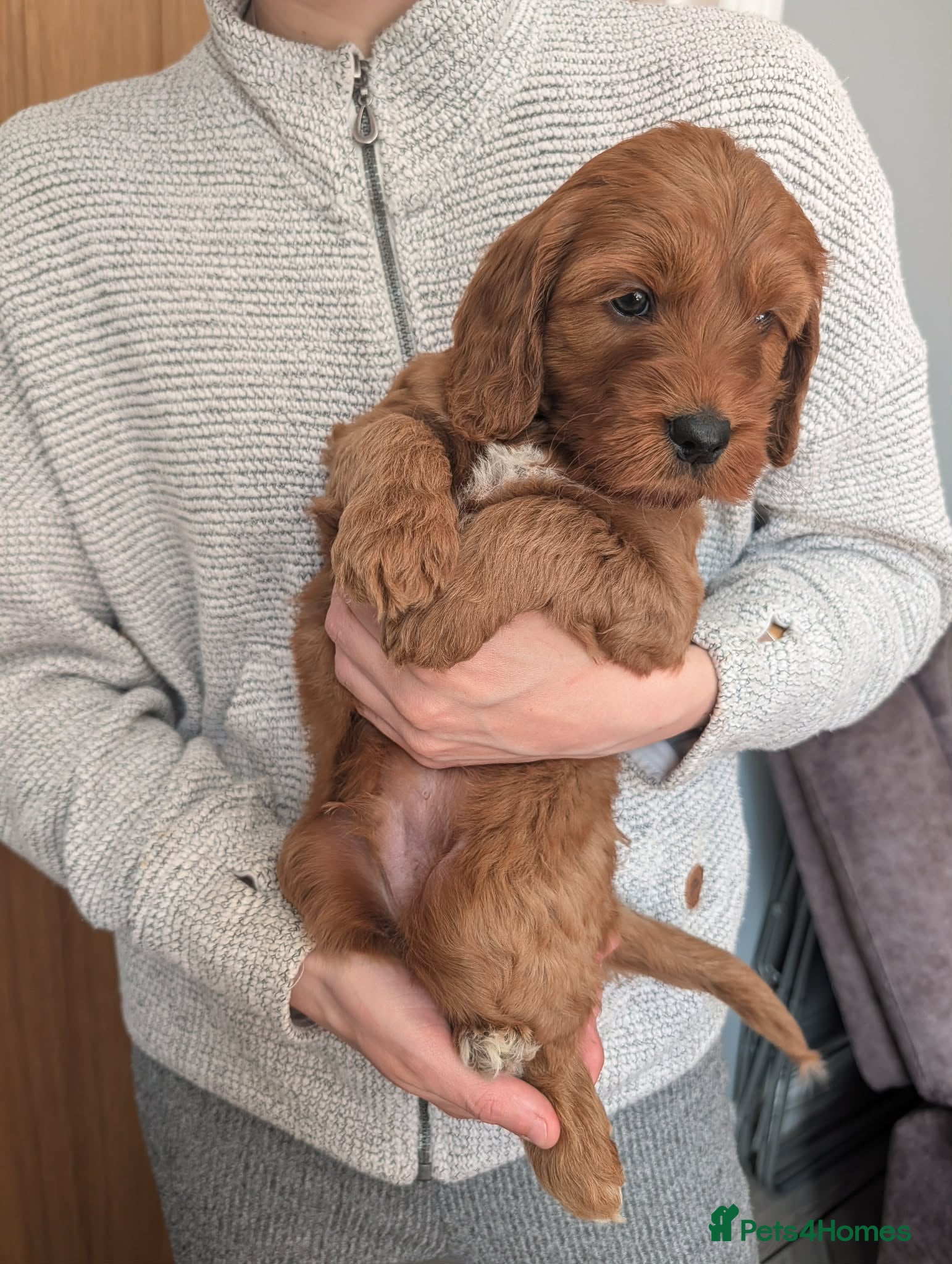 Irish Doodle dogs 9 left! Beautiful F1 miniature Irish doodles  - Advert 3