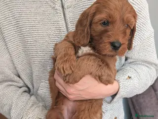 Irish Doodle dogs 9 left! Beautiful F1 miniature Irish doodles - Advert 3