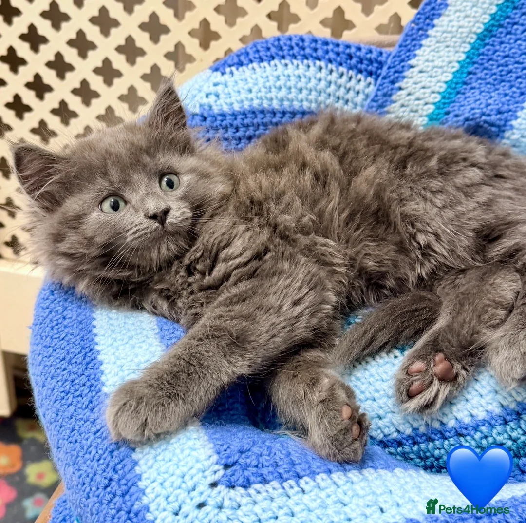 Maine Coon cats for sale: 💠 MAINE COON X RAGDOLL *PARENTS HEALTH TESTED* 💠 - Advert 1