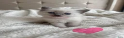 Ragdoll cats for sale: Beautiful Purebred Ragdoll Kittens  in Leeds - Advert 6