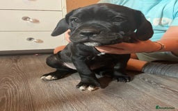Mixed Breed dogs for sale: 6 beautiful puppies for sale  - Image 1