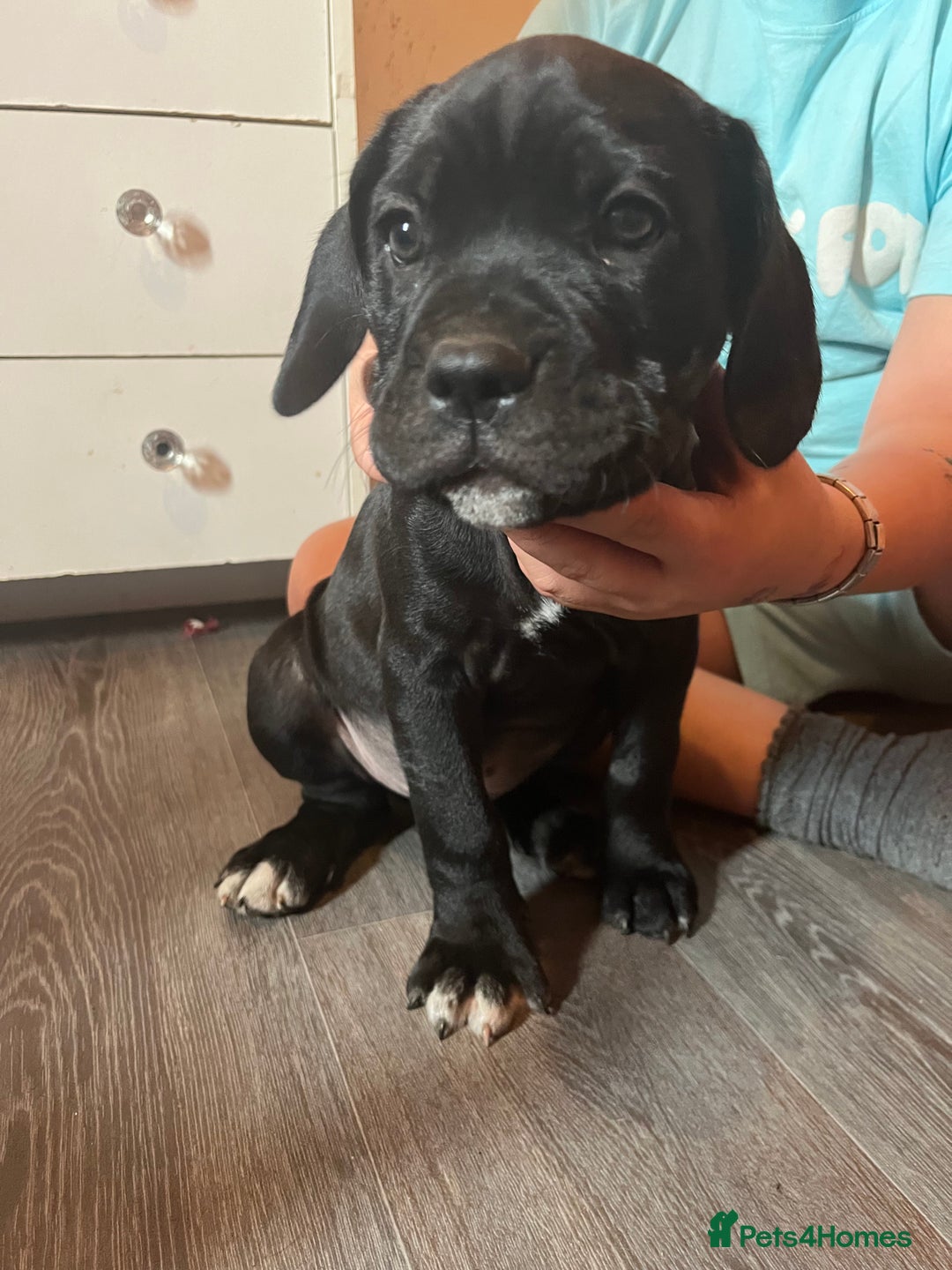 Mixed Breed dogs for sale: 6 beautiful puppies for sale  - Image 1