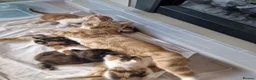 Mixed Breed cats for sale: Handsome Ginger Boy & Adorable Calico Girl - Advert 8
