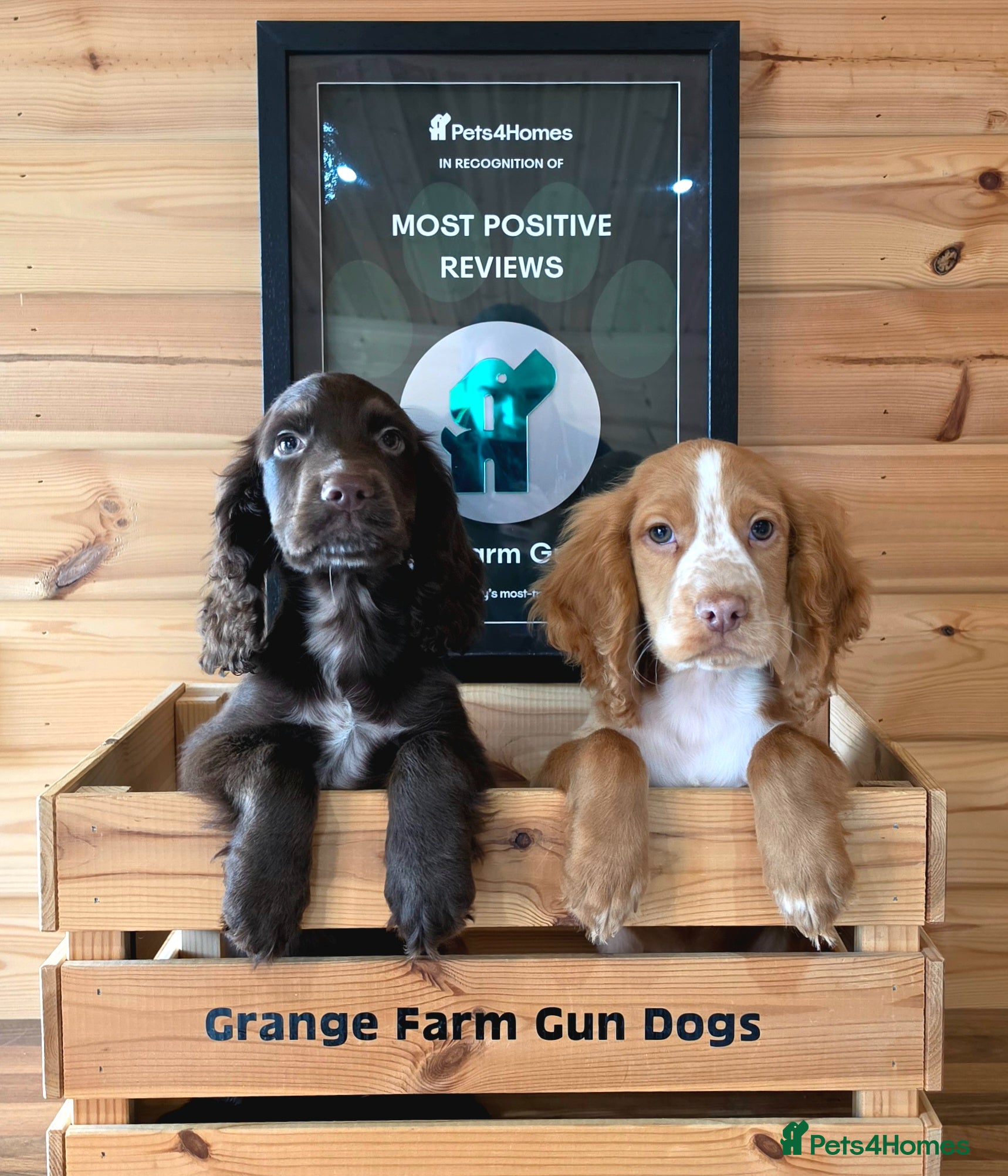 Cocker Spaniel dogs 3 WORKING TYPE KC COCKER SPANIELS READY TO LEAVE  - Advert 2