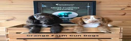 Cocker Spaniel dogs for sale: 2 WORKING TYPE KC COCKER SPANIELS READY TO LEAVE  - Advert 2