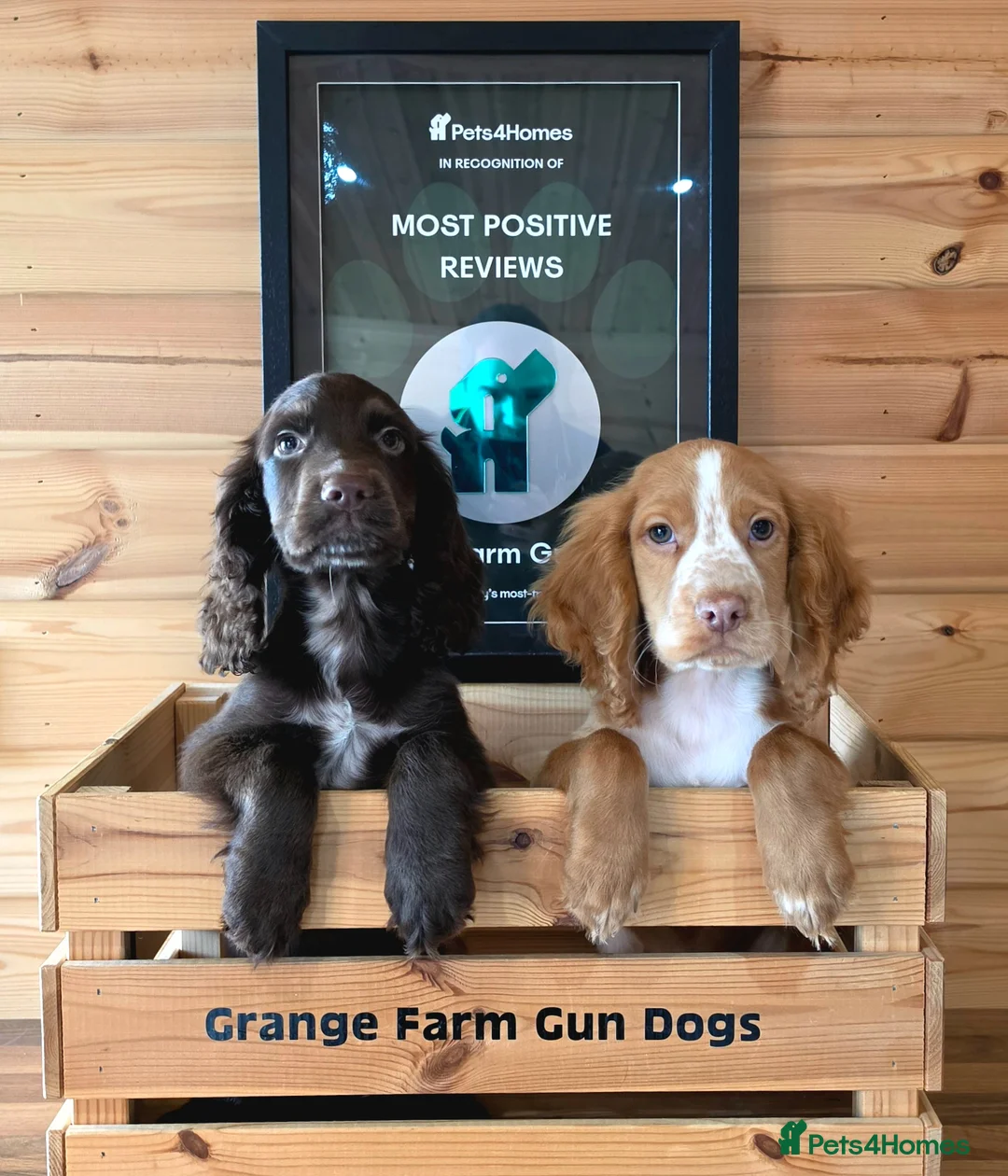 Cocker Spaniel dogs for sale: 2 WORKING TYPE KC COCKER SPANIELS READY TO LEAVE  - Advert 2