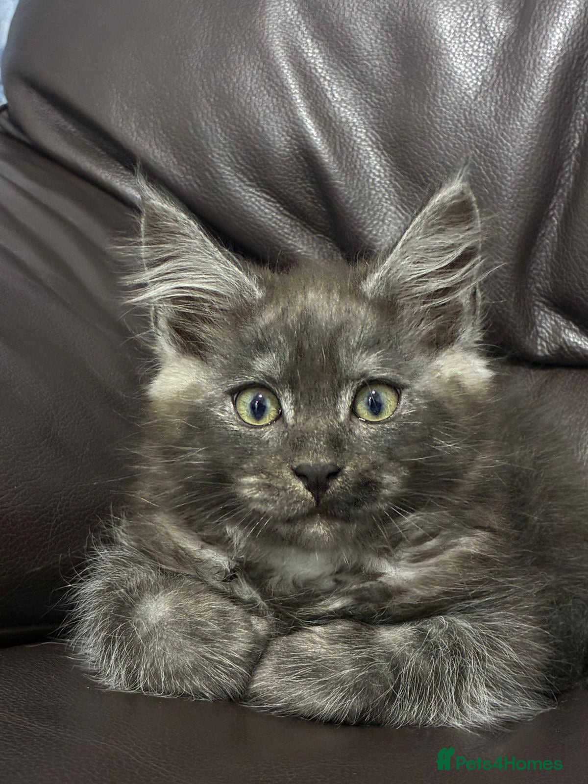 Maine Coon cats Maine Coon fluffballs😻🐾 - Advert 1