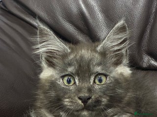 Maine Coon cats Maine Coon fluffballs😻🐾 - Advert 1