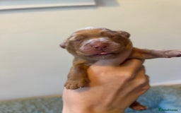 Cocker Spaniel dogs for sale: 🐶Cocker Spaniel Pups Looking for Forever Family🐶 - Image 28