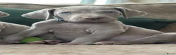 Weimaraner dogs for sale: 🐾Ready Now KC REG SILVER WEIMARANER PUPPIES 🐾 - Advert 21