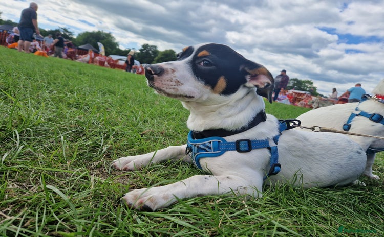 Mixed Breed dogs - Advert 1