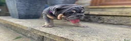 English Bulldog dogs for sale: English bulldogs blue tan fully suited boy & girl - Advert 17