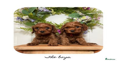 Cavapoo dogs - Advert 15