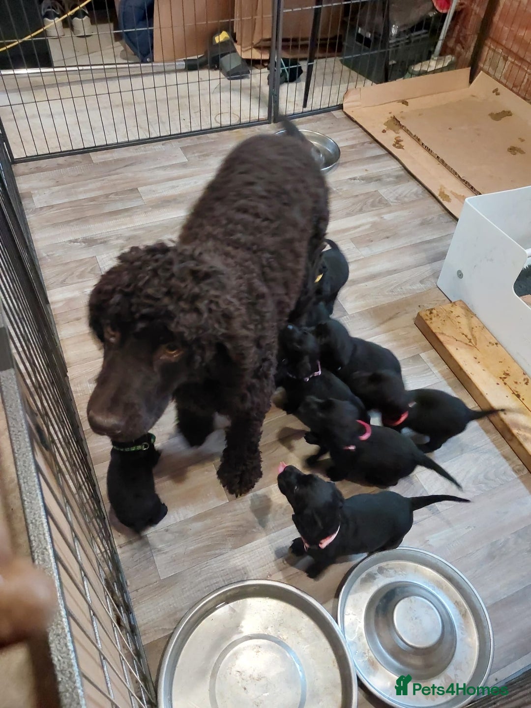 Mixed Breed dogs for sale: Irish Water Spaniel mum and Fox Red Labrador dad - Advert 17