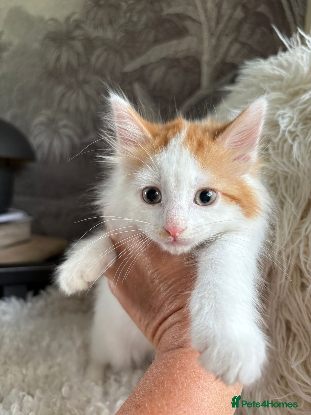 Domestic Shorthair cats for sale: three beautiful male kittens! in Newent - Image 6