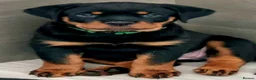 Rottweiler dogs for sale: Kc reg, extensively health tested parents - Advert 4
