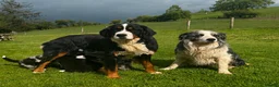 Bernese Mountain Dog dogs for sale: Beautiful Bordernese Puppies - Advert 4