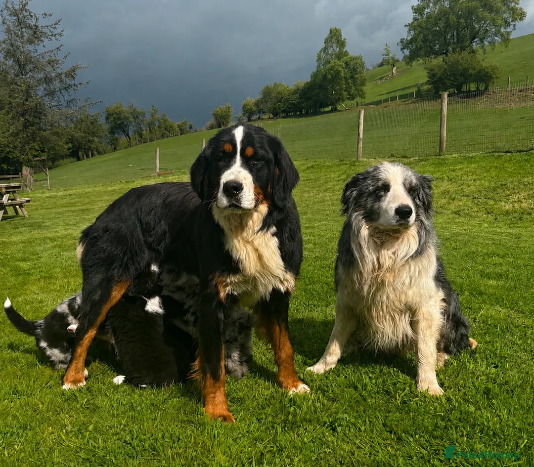 Bernese Mountain Dog dogs for sale: Beautiful Bordernese Puppies - Advert 4