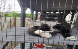 Mixed Breed cats for sale: 3 Beautiful kittens for sale  - Image 2