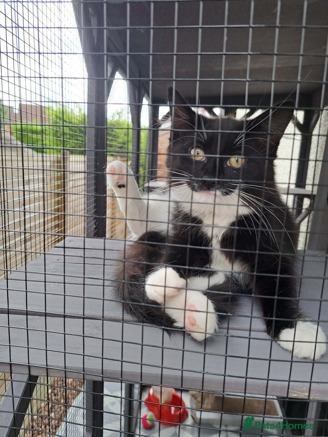 Mixed Breed cats for sale: 3 Beautiful kittens for sale  - Image 2
