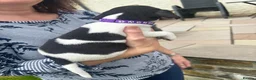 Jack Russell dogs for sale: Adorable Miniature Jack Russell puppies for sale - Advert 24
