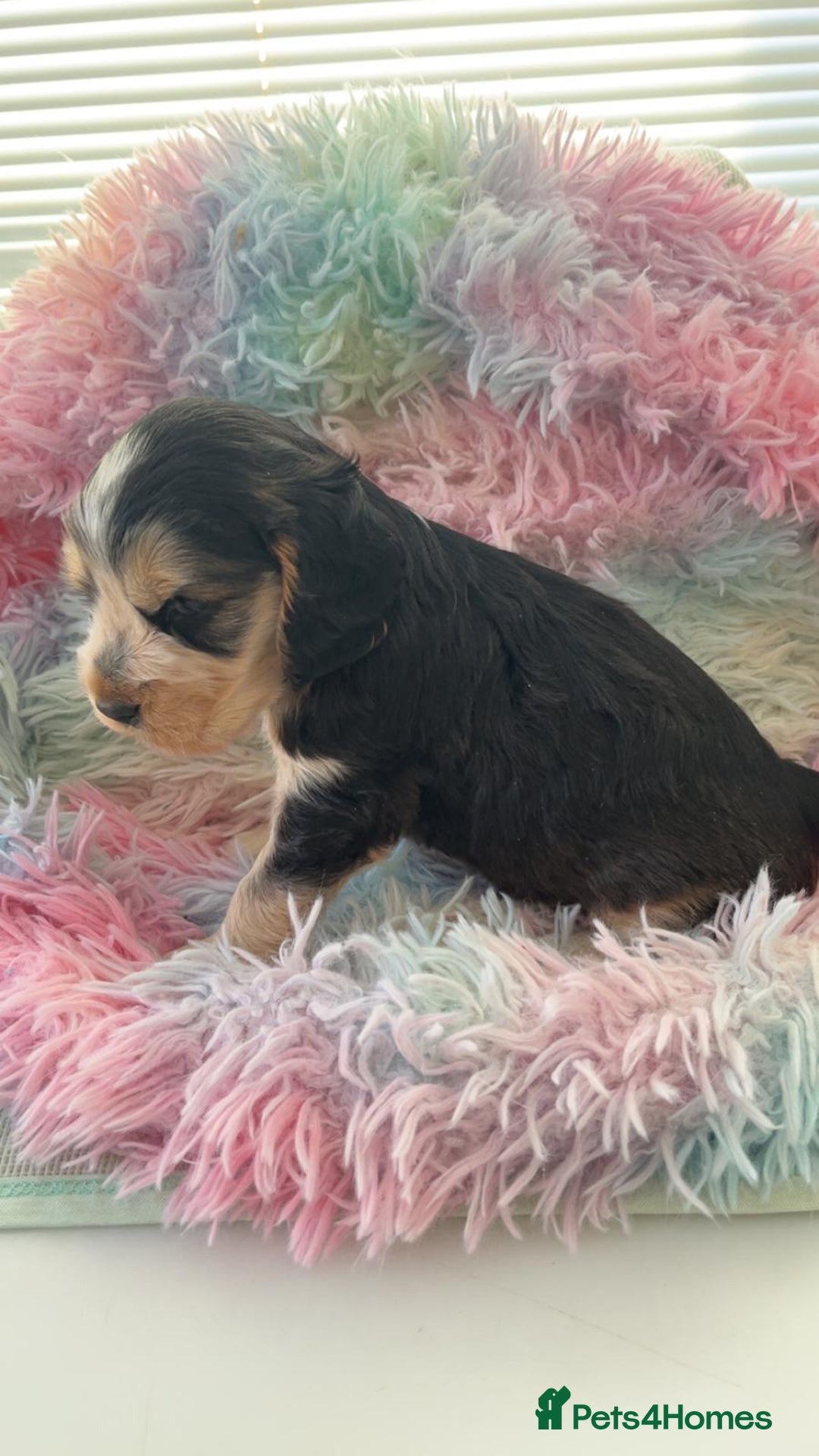 Cocker Spaniel dogs for sale: Champion Bloodlines KC Reg Show Cocker Spaniels - Advert 12