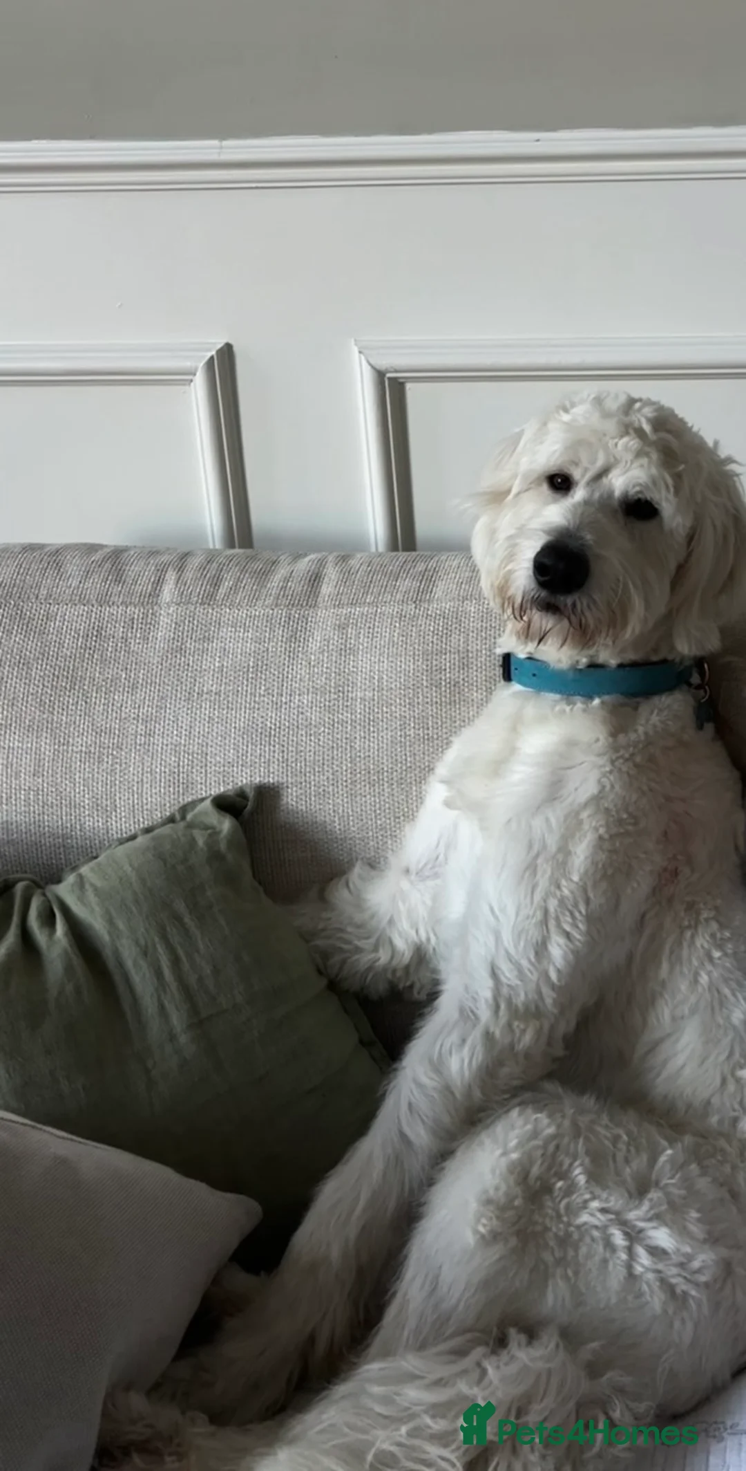 Goldendoodle dogs for sale: 1 year old Goldendoodle -  Wolfie - Advert 2